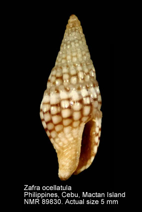 Zafra ocellatula.jpg - Zafra ocellatula (Hervier,1899)